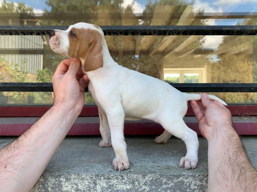 Du Clos De La Saliais - Chiots Lancelot X Ness, 1 mois et 5 jours