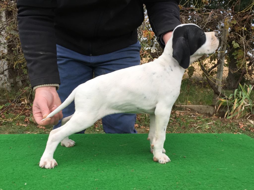 Du Clos De La Saliais - 1 Mois pour les chiots de Days et Janel