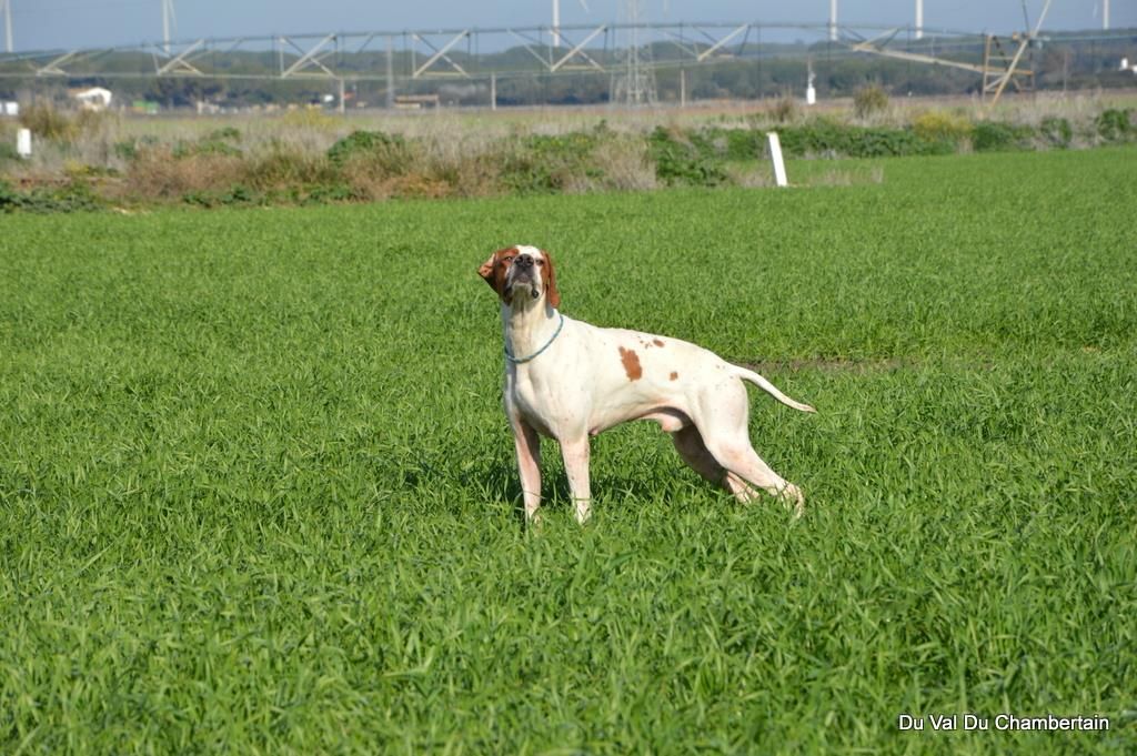 Du Clos De La Saliais - Lancelot sélectionné pour le Championnat d'Europe