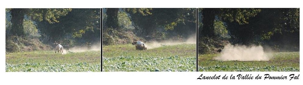 Du Clos De La Saliais - Un peu de violence pour Lancelot