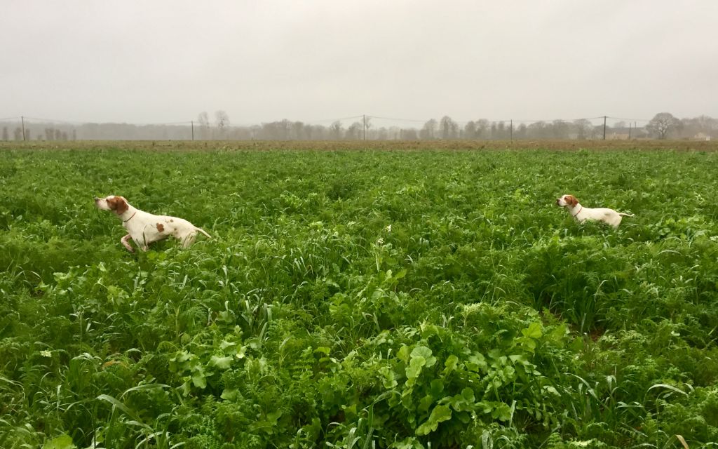 Du Clos De La Saliais - La chasse, la chasse, la chasse !