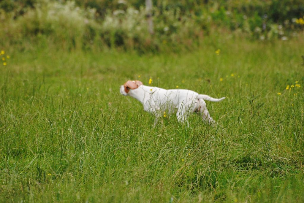 Du Clos De La Saliais - A vendre Pin Up - Chienne 12 mois