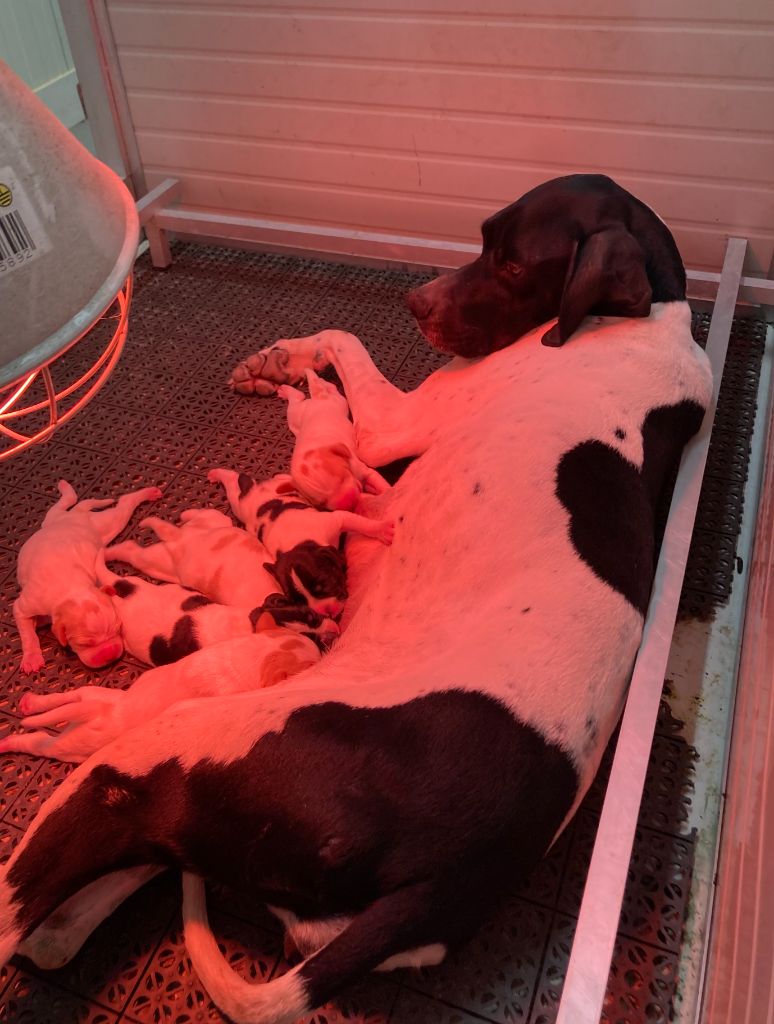 Du Clos De La Saliais - Naissance chiots de Morena